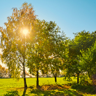 Gedenkbaum-Gruppe von Karsten Lüpke für Robert Ding 
