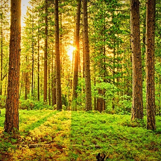 Gedenkwald von Petra Vollenweider für Hans-Jürgen Schober 